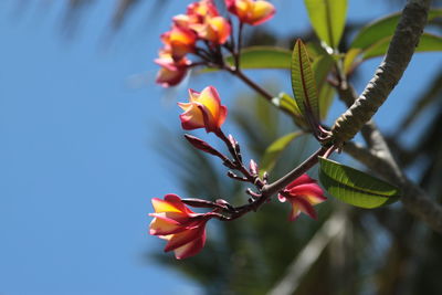 Close-up of flowering plant