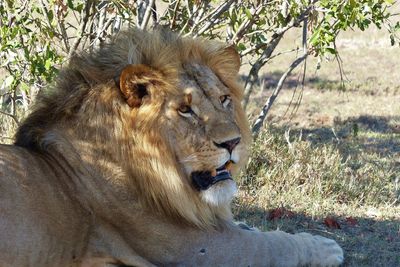 Full length of a cat on field