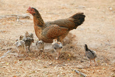 High angle view of rooster on field