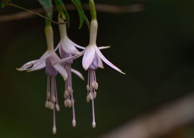 Close-up of flower against blurred background