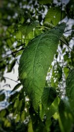 Close-up of leaves