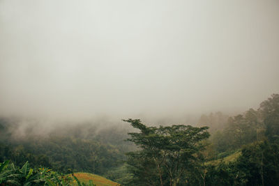 Trees on landscape against sky
