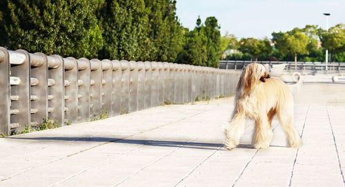 View of dog on footpath