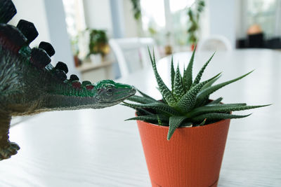 Close-up of potted plant on table