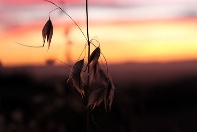 Close-up of leaves against orange sky