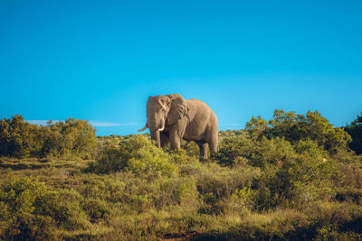 African female elephant with the tusk standing on the grassy field against the clear sky