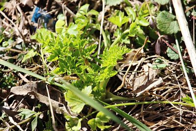 Close-up of plants