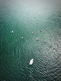 High angle view of swan in sea