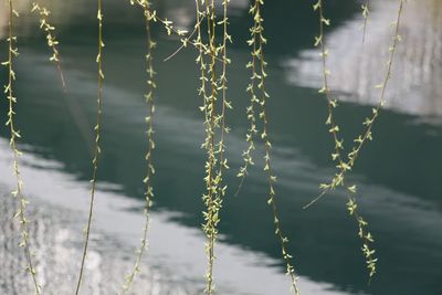 Close-up of plants growing in lake