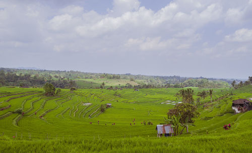 Scenic view of agricultural field against sky