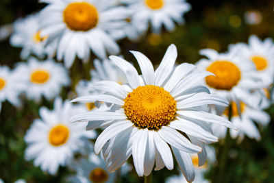 Close up of daisy flowers in a field on a sunny day