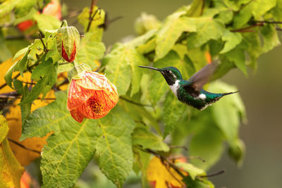 Close-up of bird perching on plant