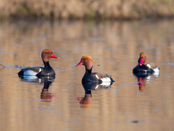 Red-crested pochard - netta rufina - young males on a danube river channel