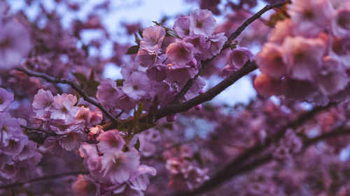 Close-up of pink cherry blossoms in spring