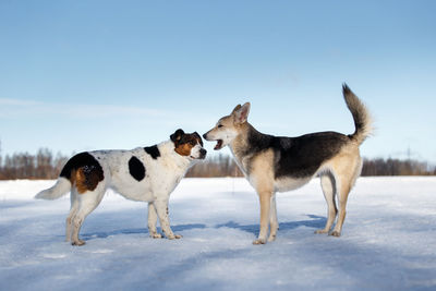 View of two dogs on snow covered land