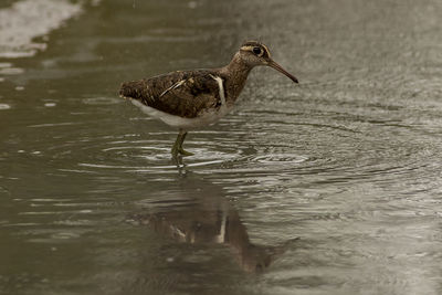 Bird perching on lake