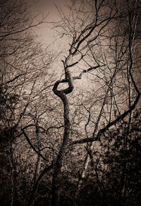 Low angle view of silhouette bare tree against sky