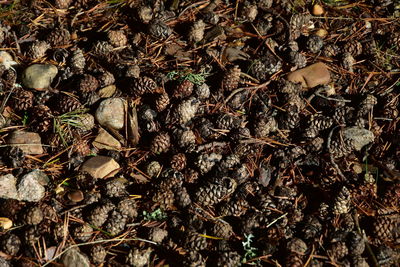 High angle view of dried plant on field