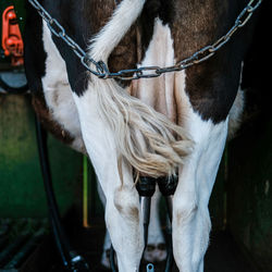 Close-up of a horse