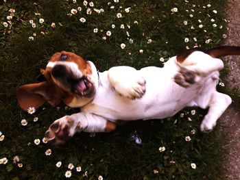 High angle view of dog relaxing on field