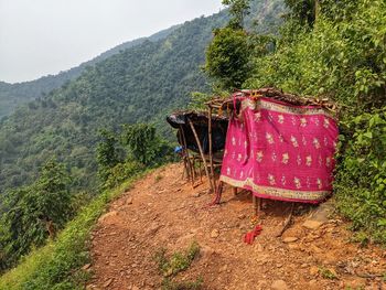 Plants hanging on land against mountain