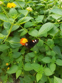 High angle view of butterfly pollinating on flower