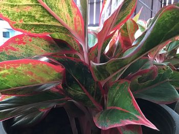 Close-up of potted plant leaves