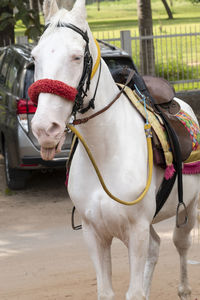 Horse outdoors