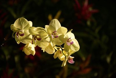 Close-up of flowering plant