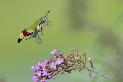 Close-up of insect on flower