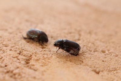 Close-up of insect on sand