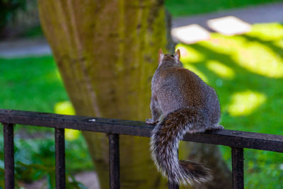 Bird perching outdoors