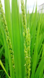 Close-up of crop growing on field