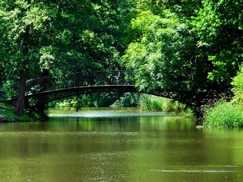 Reflection of trees in water