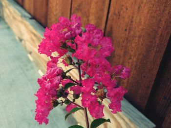 Close-up of pink flowers