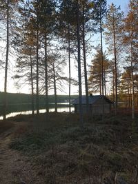 Trees on field in forest against sky