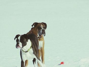 Close-up of dog