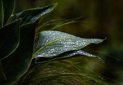 Close-up of raindrops on leaves