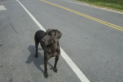 Dog standing on road