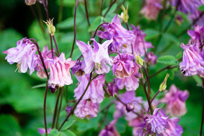 Close-up of pink flowering plant