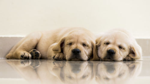Close-up of golden retriever