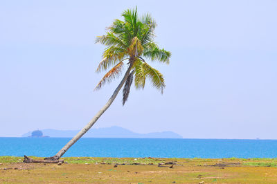 Palm tree on beach against clear sky