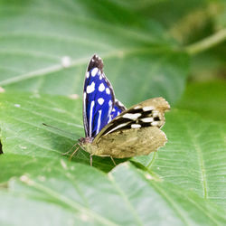 Close-up of butterfly on leaf