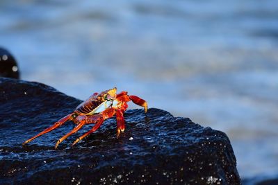 Close-up of lizard on rock at beach