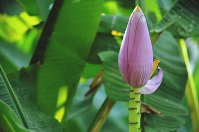 Close-up of pink lily