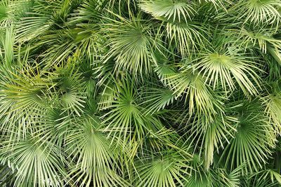 Full frame shot of palm tree leaves