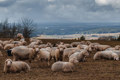 sheep