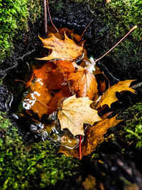 Close-up of dry maple leaves on tree