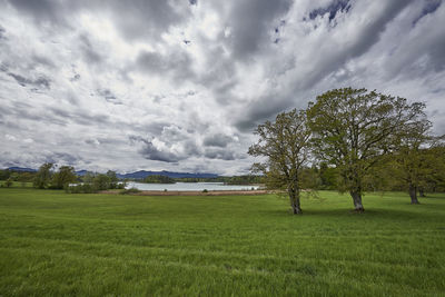 Trees on field against sky