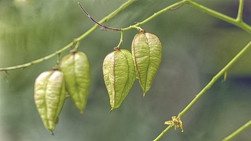 Close-up of plant growing outdoors